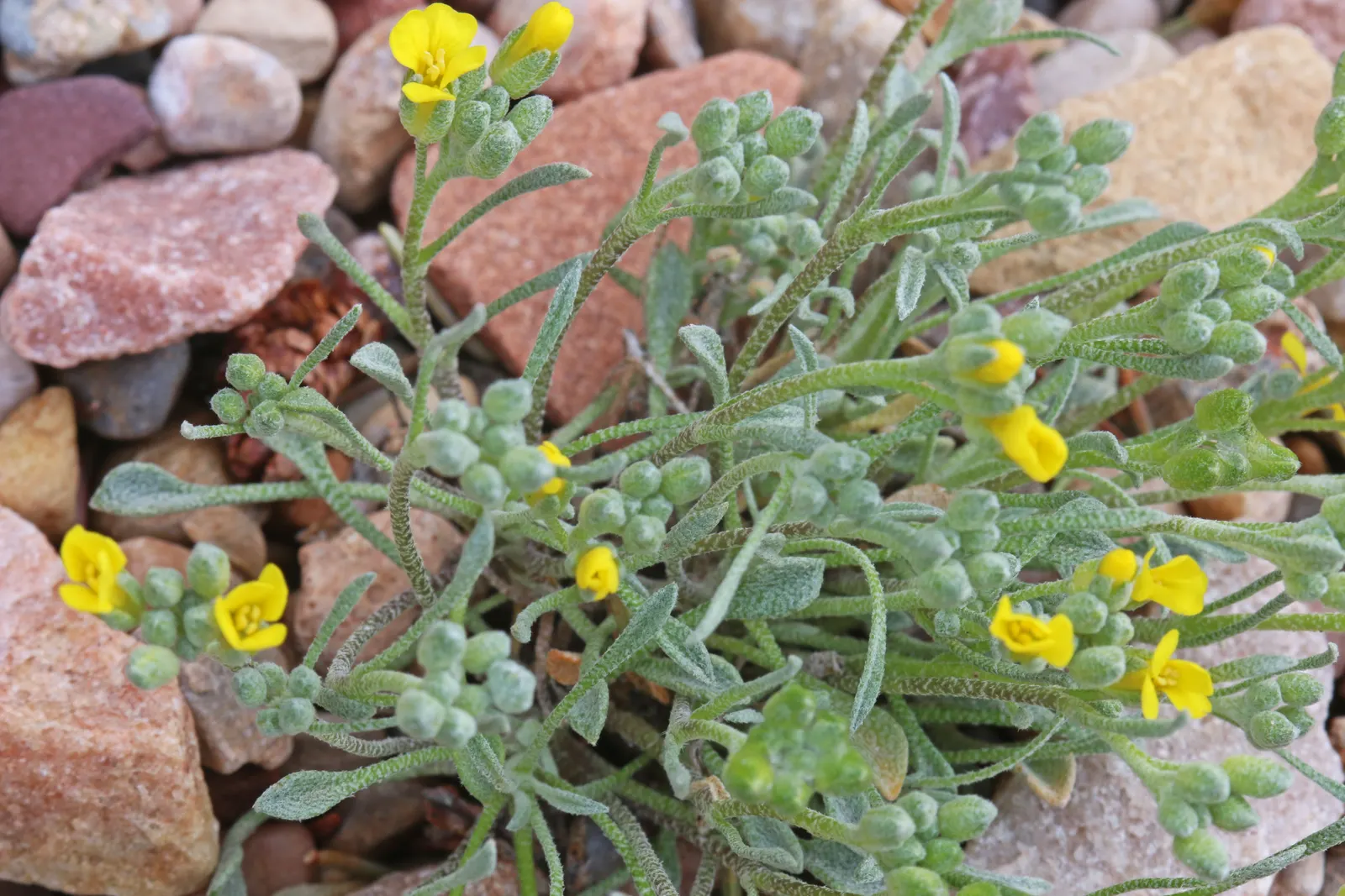 Bladderpod (Peritoma Arborea) — yellow flowers in the garden; it grows up to 6 feet tall and 4 feet wide, flourishing in full sun to part shade, image 55