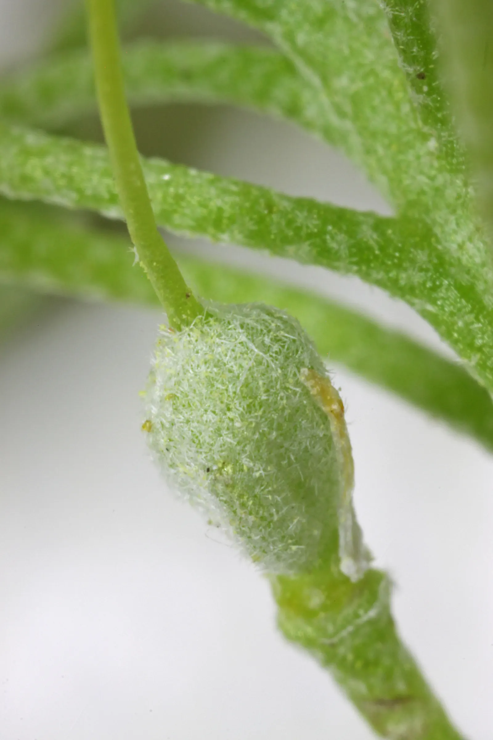 Bladderpod (Peritoma Arborea) — With the ability to survive in poor soil conditions and its minimal maintenance requirements; which not only, image 54