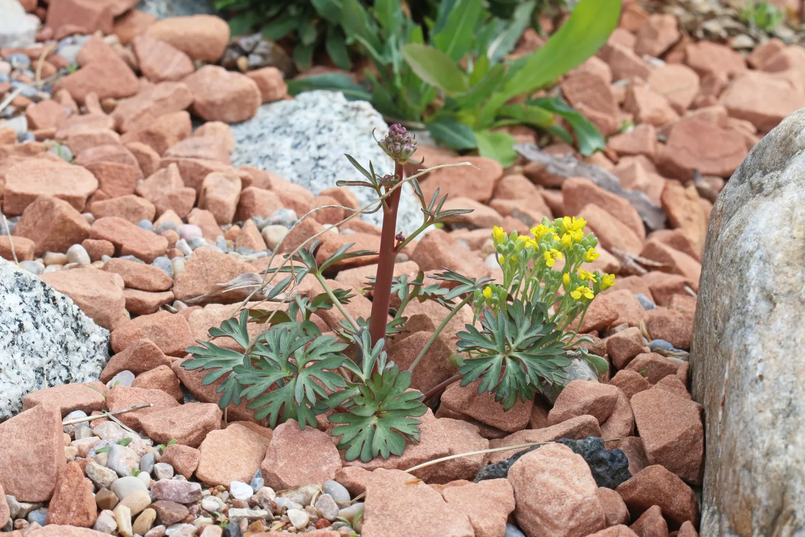 Bladderpod (Peritoma Arborea) — Peritoma arborea, commonly known as Bladderpod, is a perennial shrub thriving in USDA zones 7-10