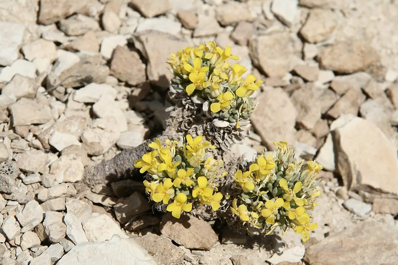 Bladderpod (Peritoma Arborea) — Known for its yellow spring flowers and distinctive inflated seed pods, it requires low water once established, image 41