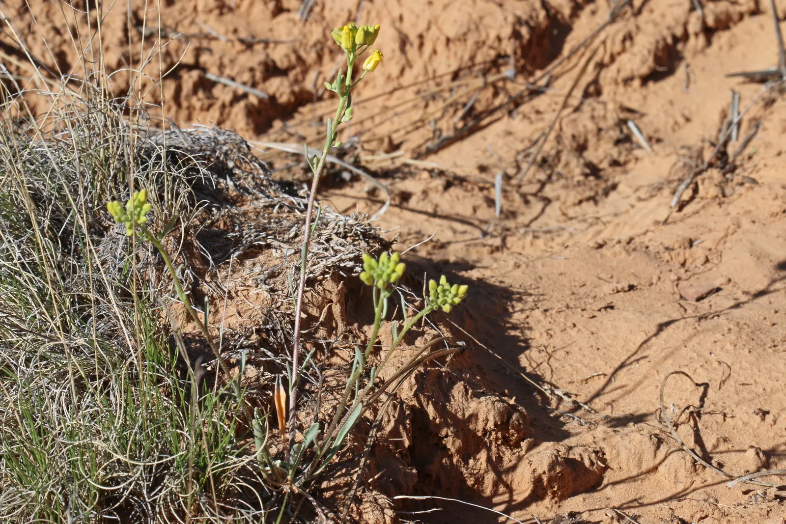 Bladderpod (Peritoma Arborea) — yet attractive four-petaled yellow flowers about an inch across; resembling inflated bladders that dangle amidst, image 51