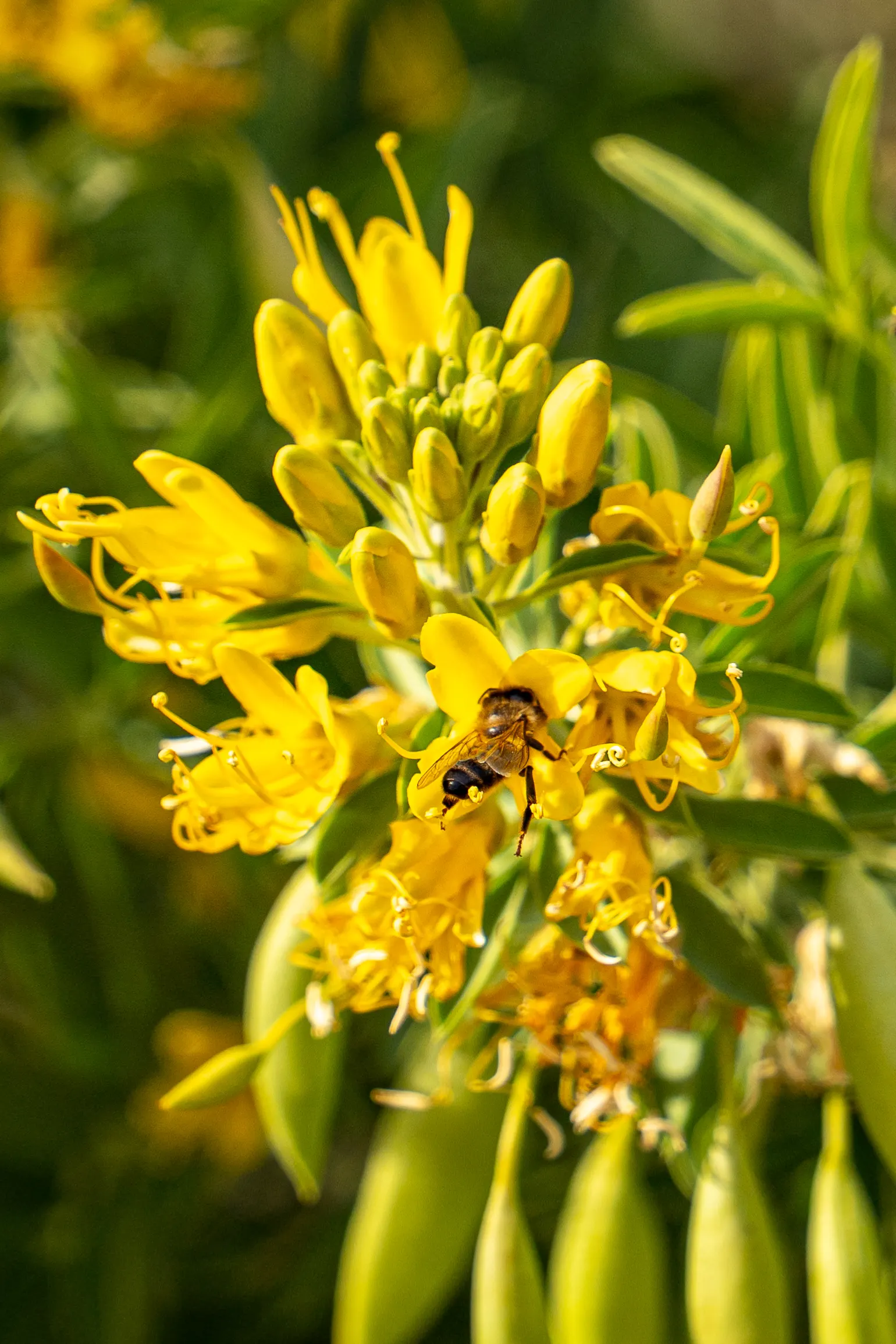 Bladderpod (Peritoma Arborea) — scientifically known as Peritoma arborea; peritoma arborea, commonly known as Bladderpod, is a perennial shrub thriving in USDA