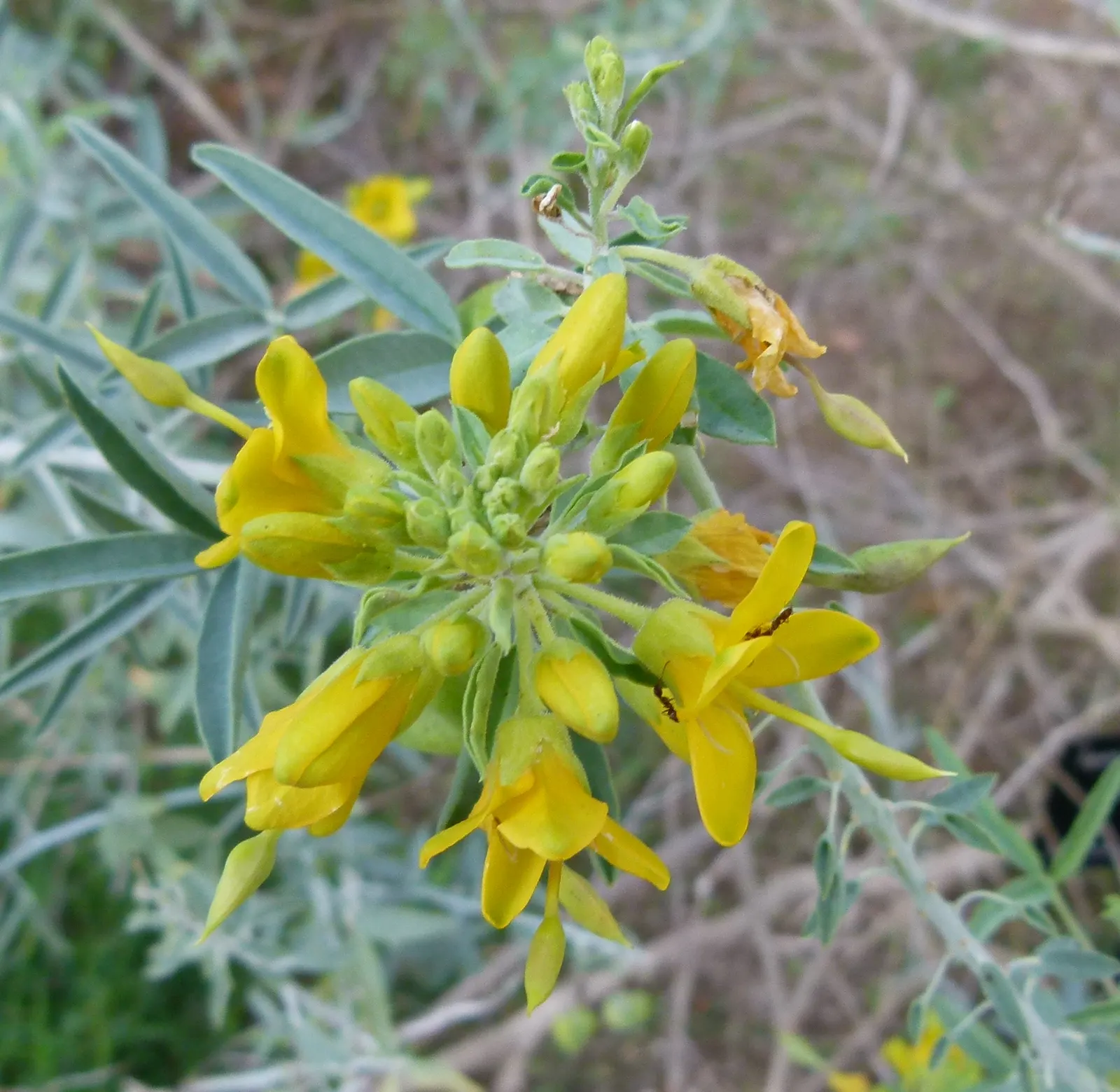 Bladderpod (Peritoma Arborea) — Its resilient nature suits drought-tolerant landscapes, providing year-round interest with minimal maintenance, image 99
