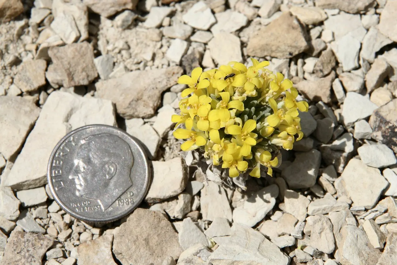 Bladderpod (Peritoma Arborea) — With the ability to survive in poor soil conditions and its minimal maintenance requirements