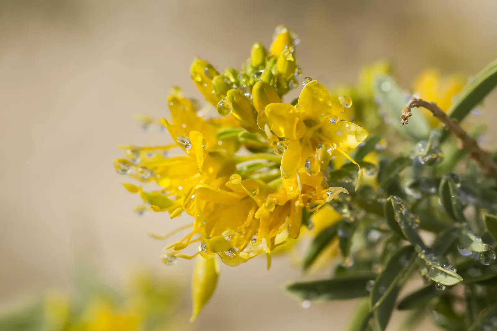 Bladderpod (Peritoma Arborea) — The plant's signature feature is its intriguing seed pods; yellow flowers in the garden