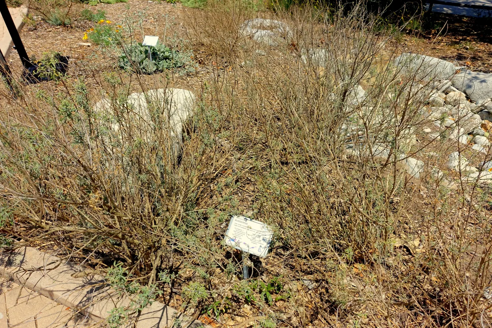 Bladderpod (Peritoma Arborea) — cloaked in bluish-green foliage; known for its yellow spring flowers and distinctive inflated seed pods, it, image 104