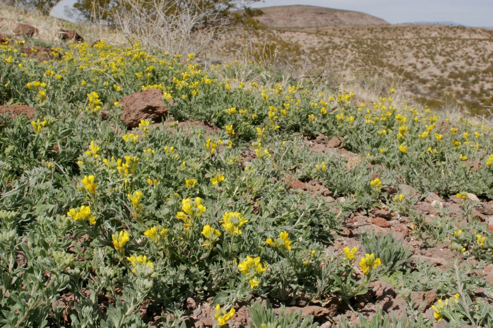 Bladderpod (Peritoma Arborea) — Deer resistance adds to its landscape appeal