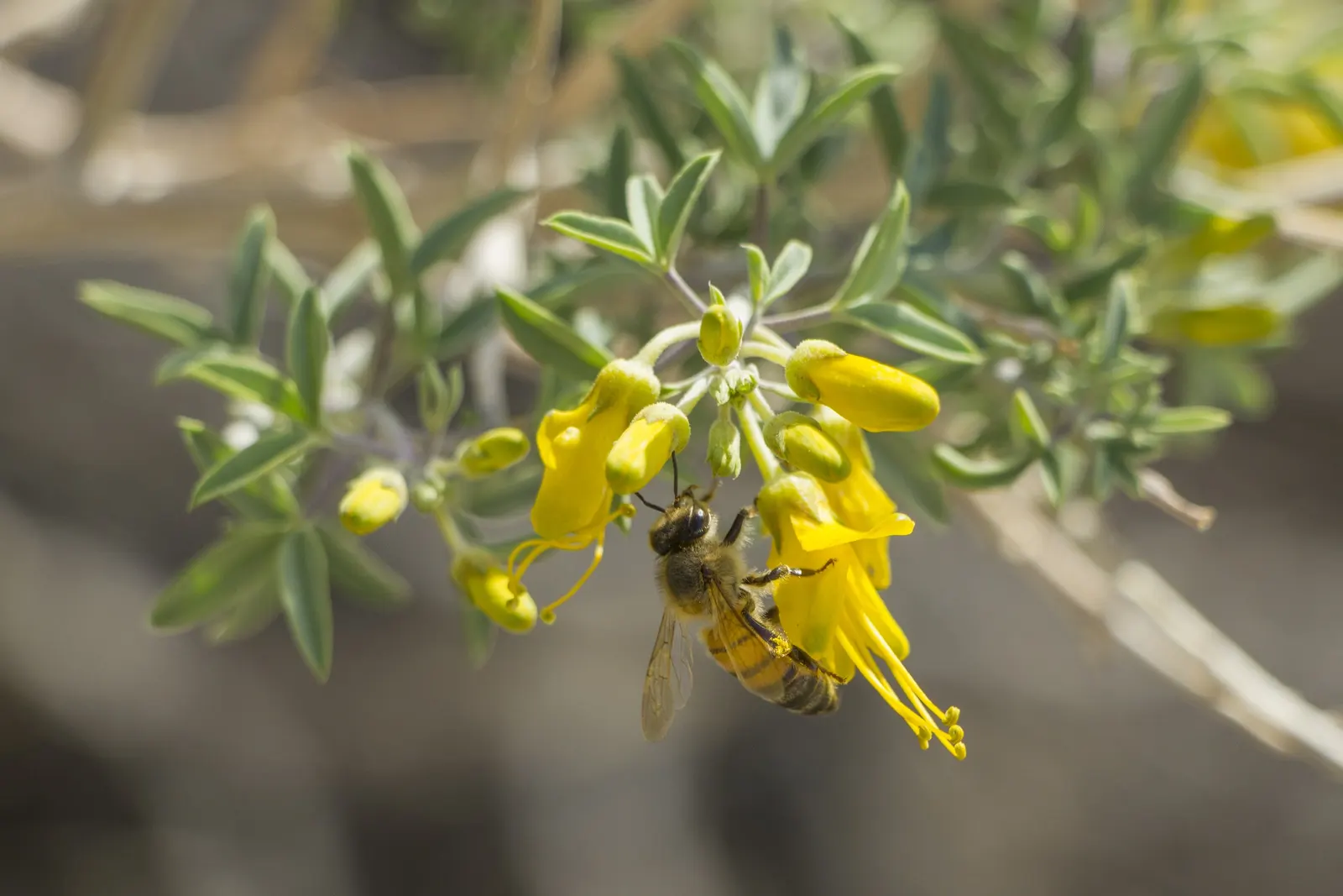 Bladderpod (Peritoma Arborea) — cloaked in bluish-green foliage; known for its yellow spring flowers and distinctive inflated seed pods, it requires low water