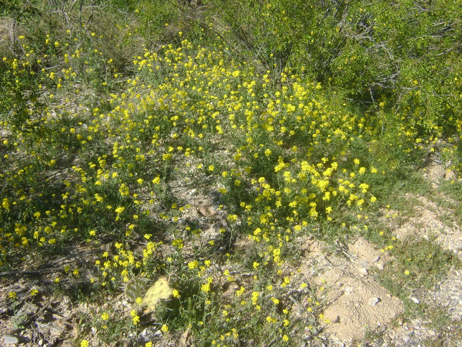 Bladderpod (Peritoma Arborea) — yet attractive four-petaled yellow flowers about an inch across
