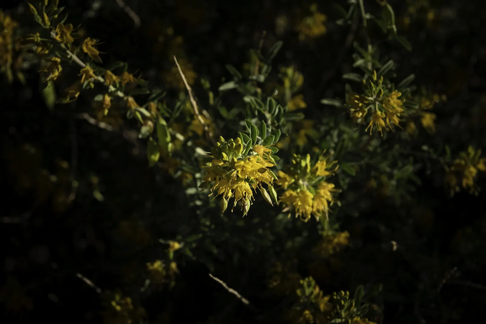 Bladderpod (Peritoma Arborea) — These leaves are narrow, elongated, and can be up to 3 inches long, image 29