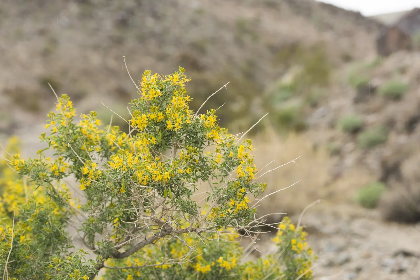 Bladderpod (Peritoma Arborea) — resembling inflated bladders that dangle amidst the foliage; deer resistance adds to its landscape appeal