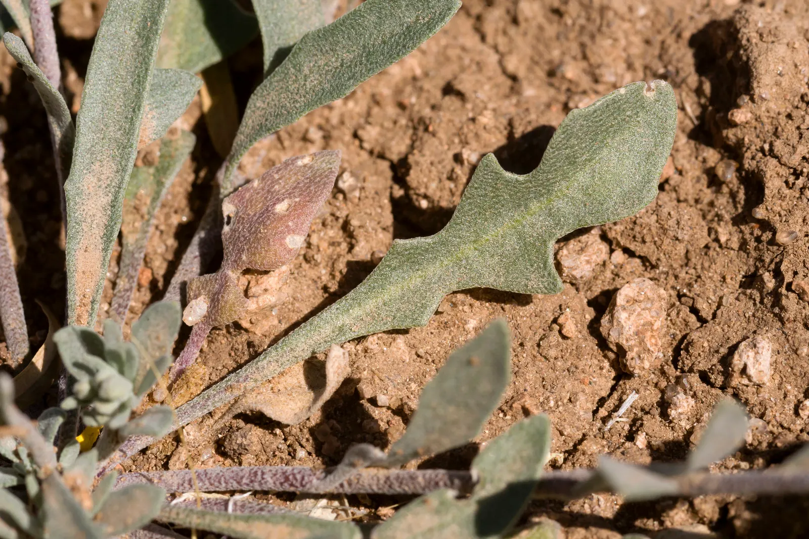 Bladderpod (Peritoma Arborea) — cloaked in bluish-green foliage