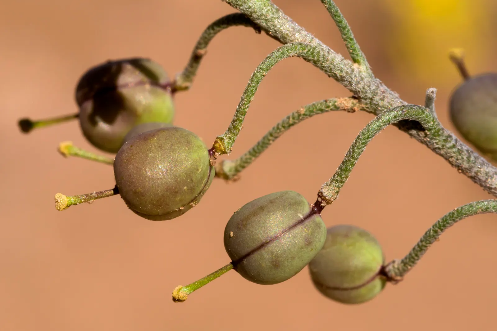 Bladderpod (Peritoma Arborea) — These leaves are narrow, elongated, and can be up to 3 inches long