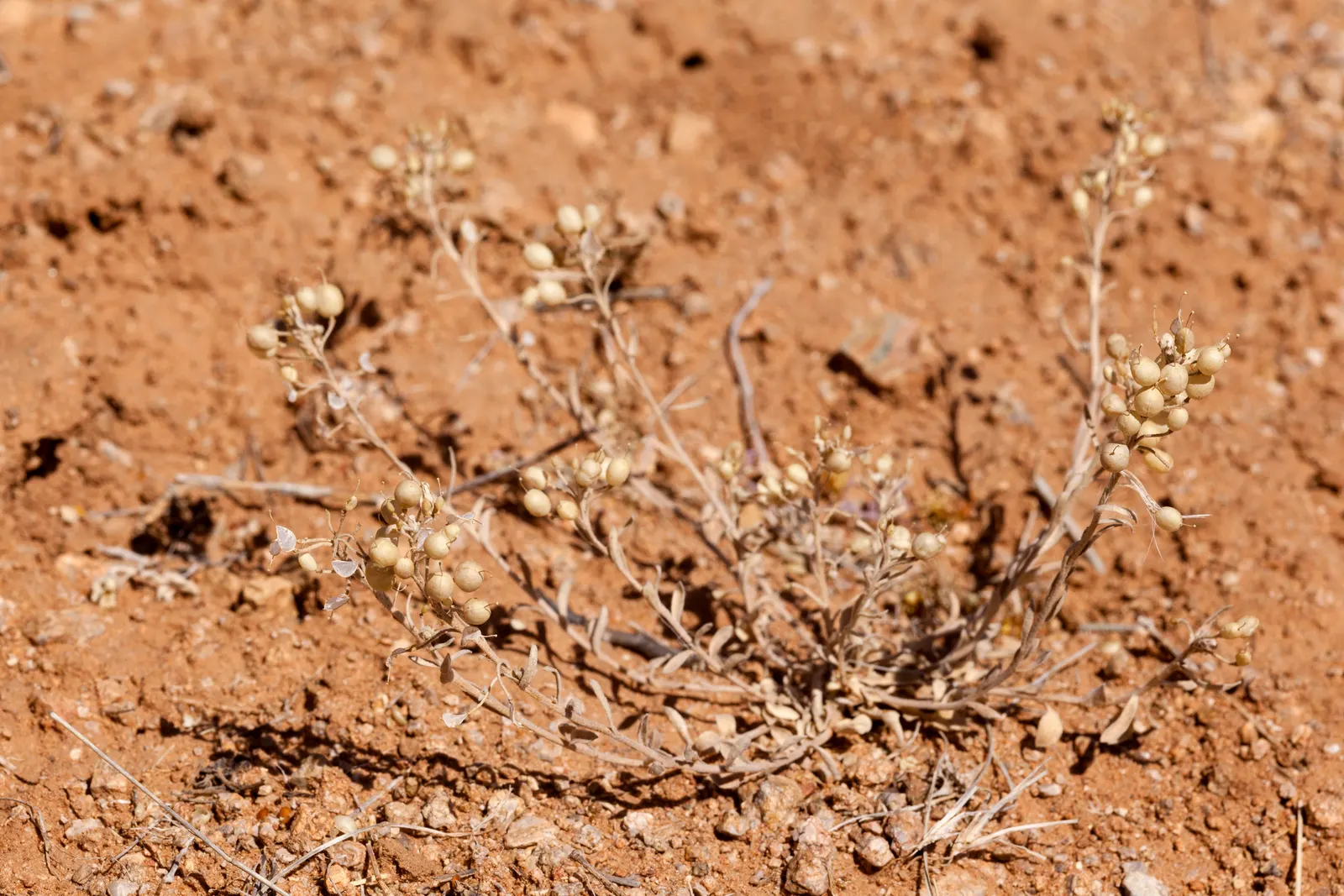 Bladderpod (Peritoma Arborea) — the Bladderpod presents a rounded shape