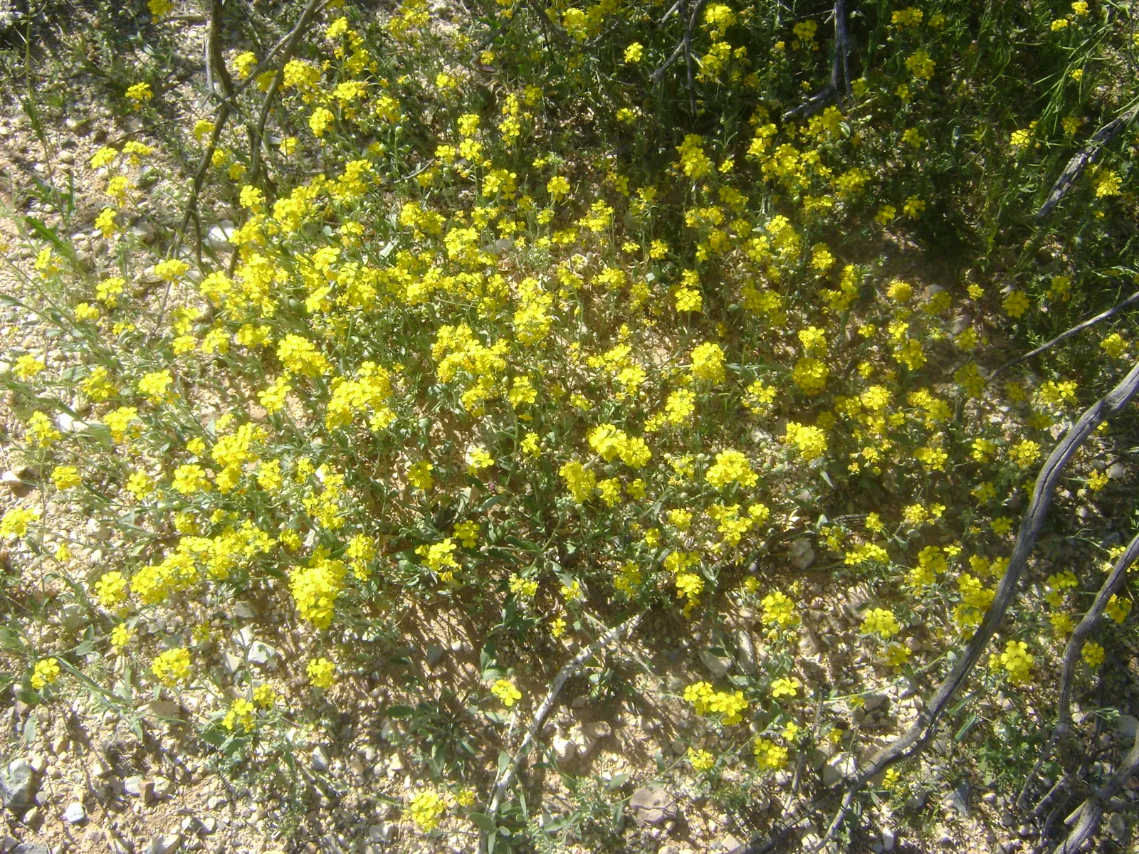 Bladderpod (Peritoma Arborea) — which not only brighten up the landscape but also attract pollinators such as bees and butterflies
