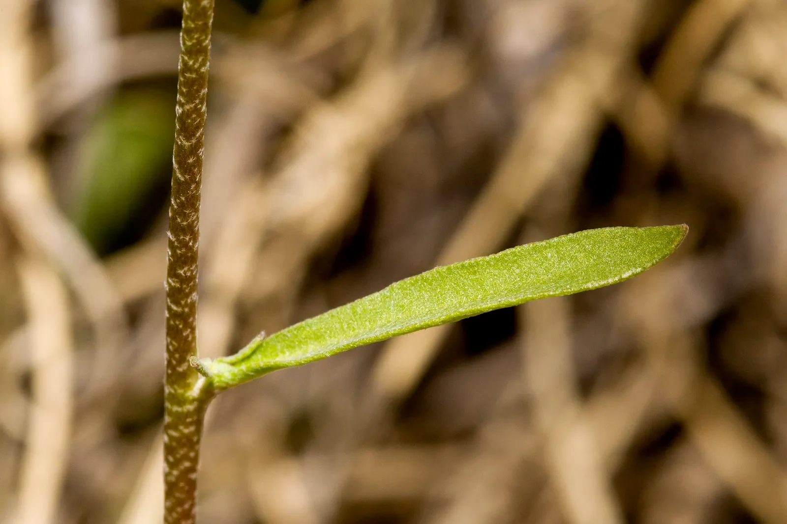 Bladderpod (Peritoma Arborea) — This drought-tolerant plant stands out for its ability to adapt to hot and dry conditions