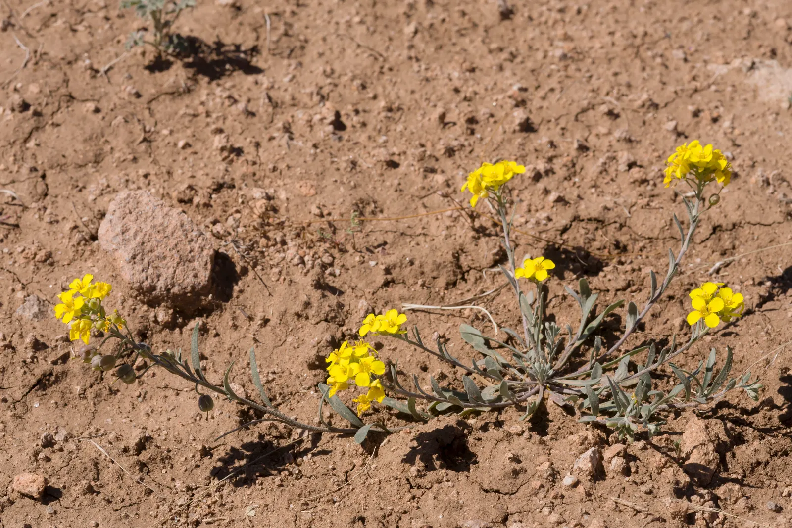 Bladderpod (Peritoma Arborea) — resembling inflated bladders that dangle amidst the foliage