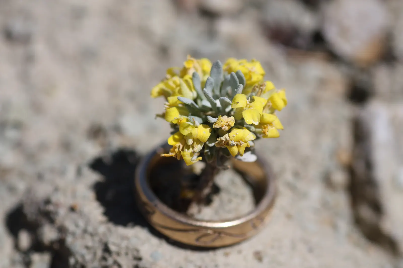 Bladderpod (Peritoma Arborea) — With the ability to survive in poor soil conditions and its minimal maintenance requirements; which not only brighten up the