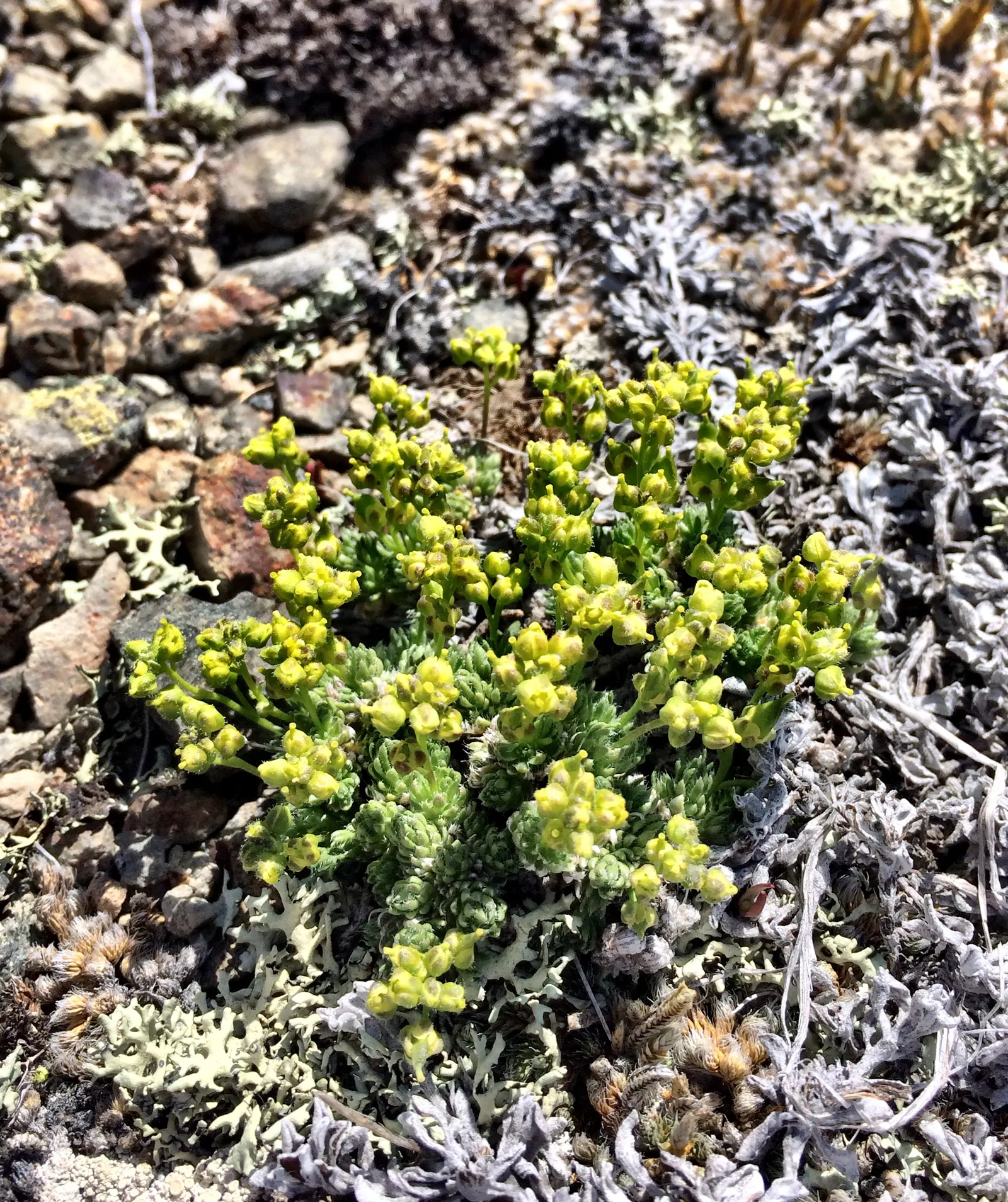 Bladderpod (Peritoma Arborea) — shrub with yellow blooms