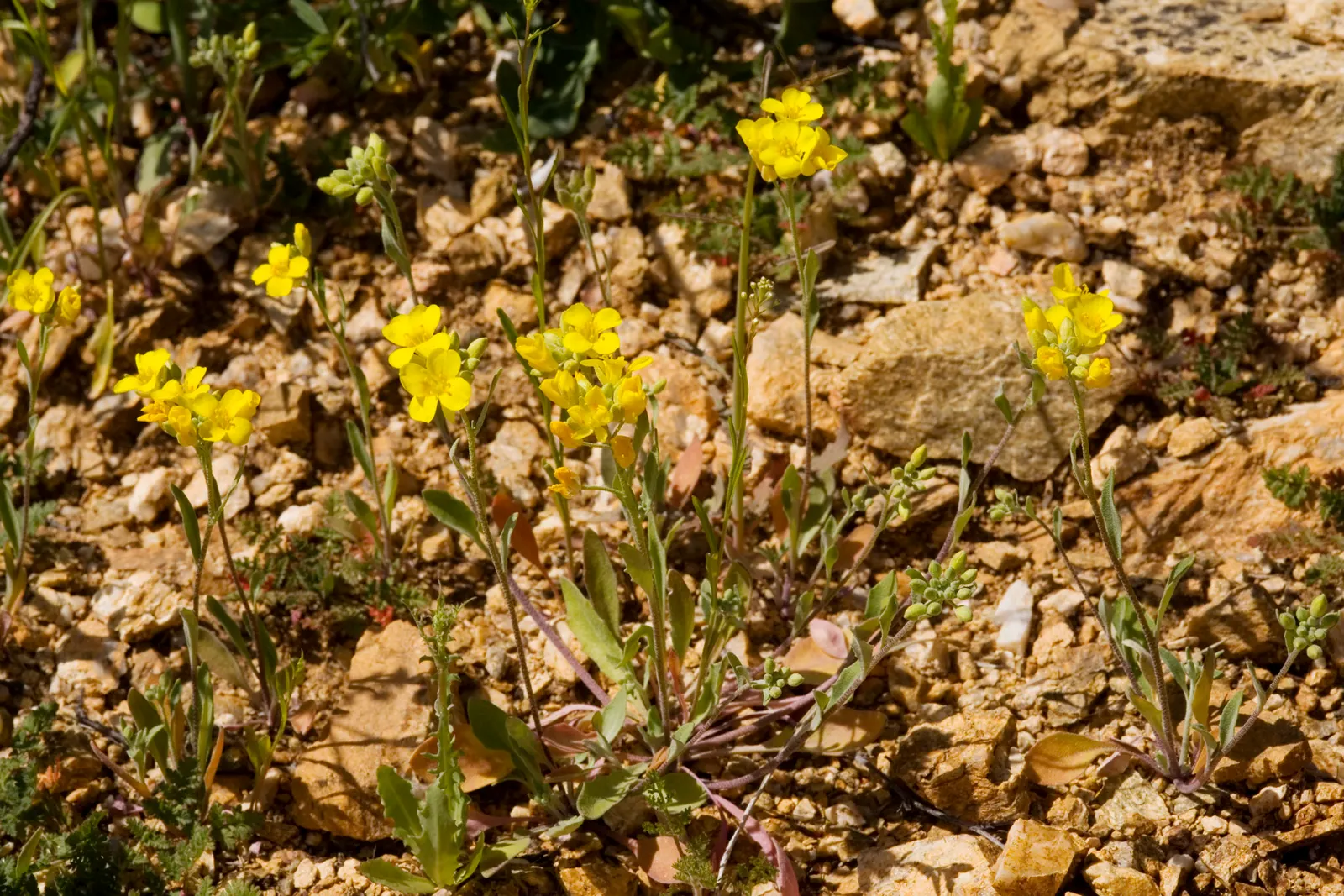 Bladderpod (Peritoma Arborea) — scientifically known as Peritoma arborea
