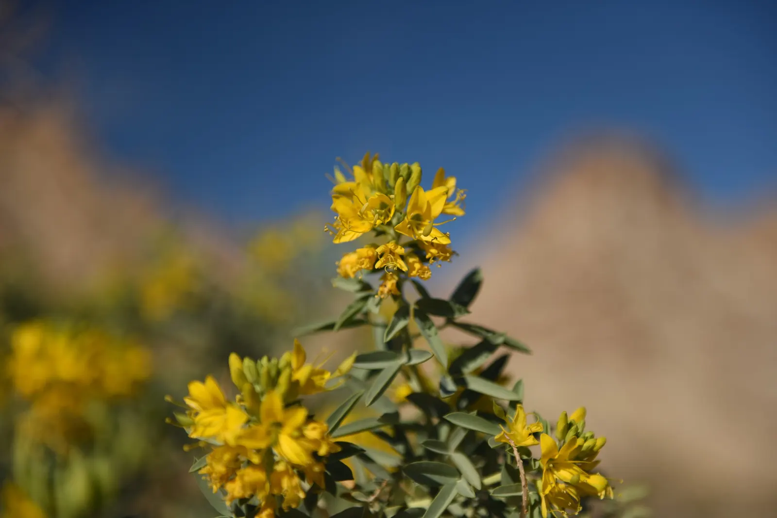 Bladderpod (Peritoma Arborea) — yellow flowers in the garden