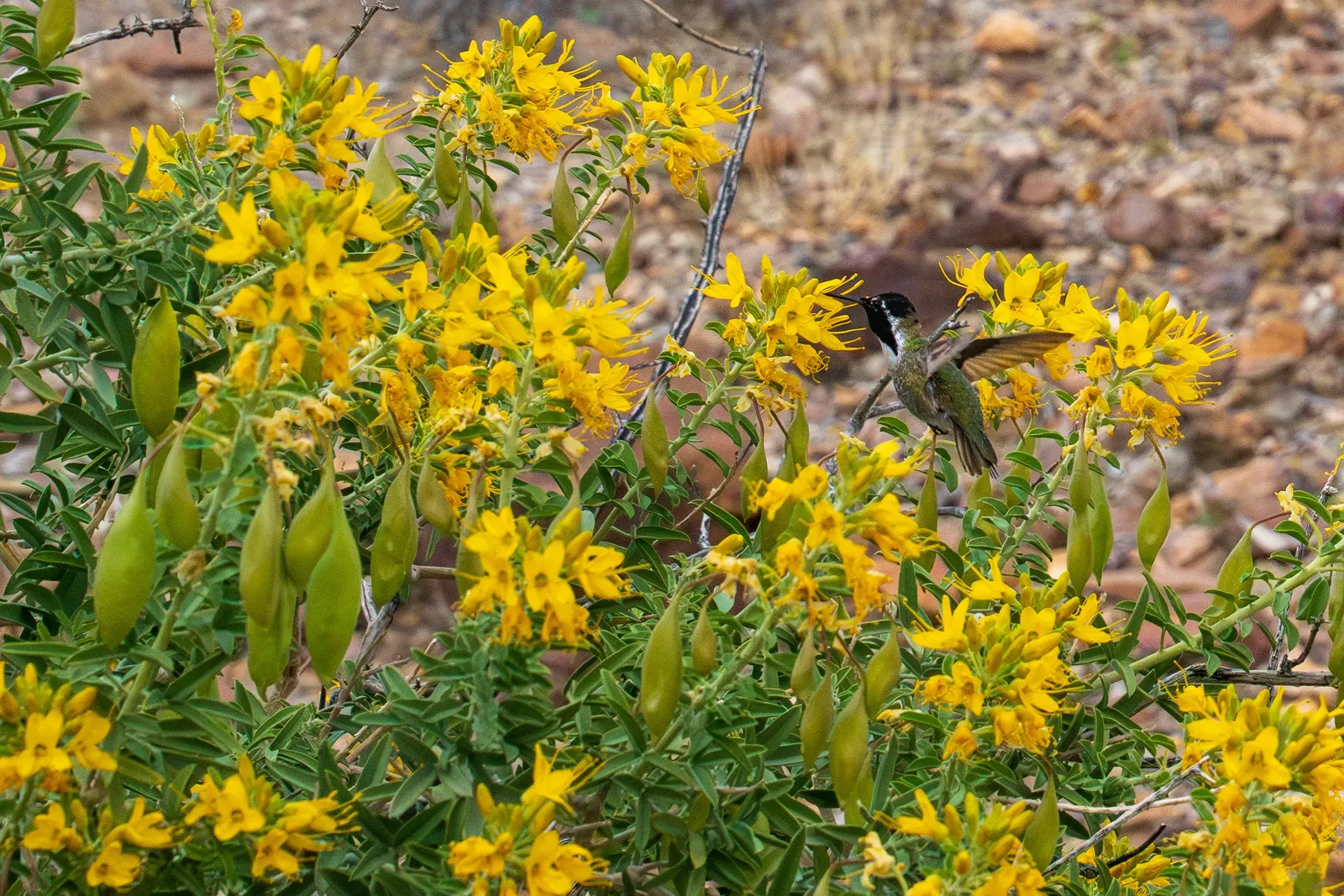 Bladderpod (Peritoma Arborea) — Known for its yellow spring flowers and distinctive inflated seed pods, it requires low water once established; shrub with