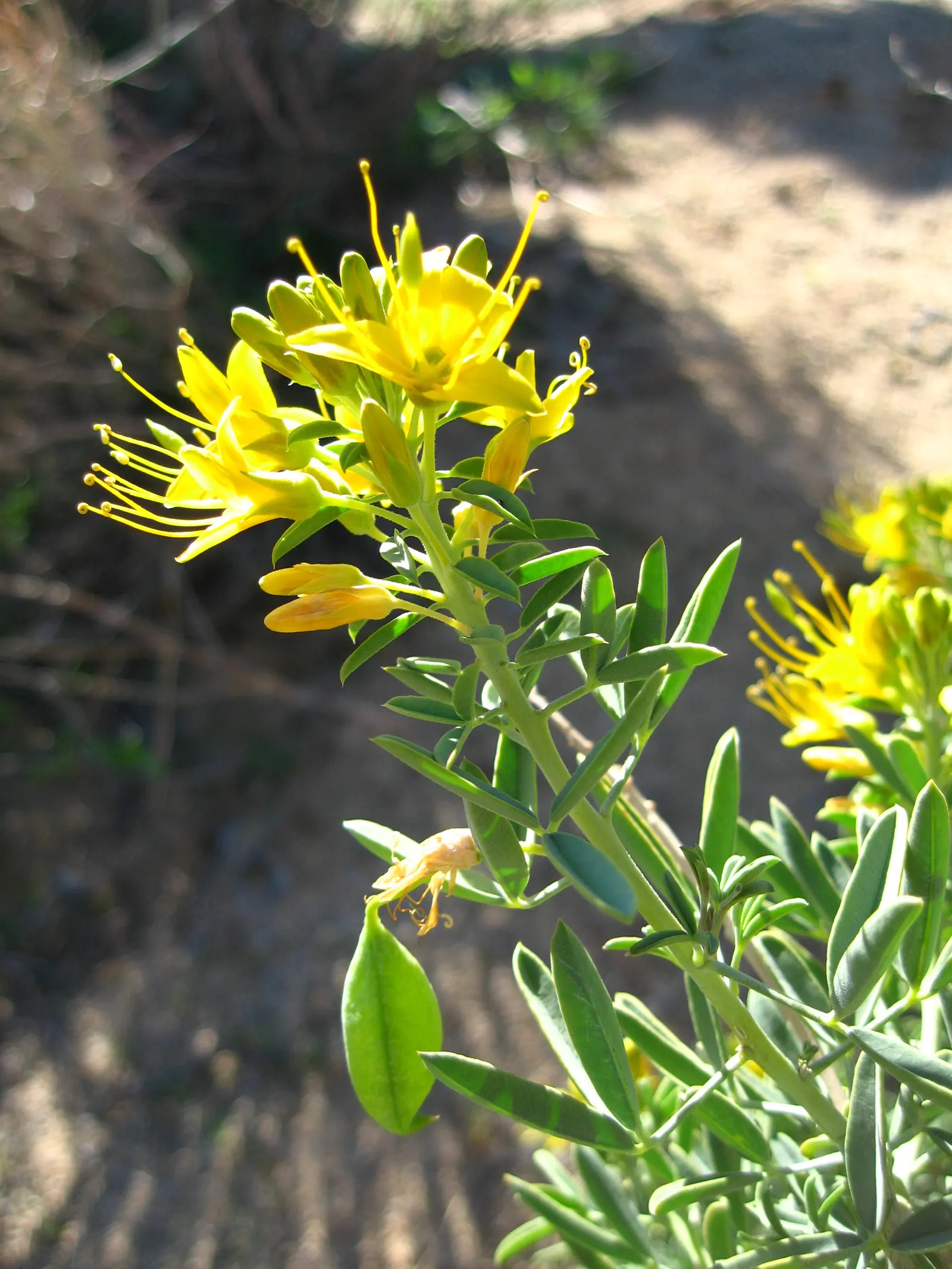 Bladderpod (Peritoma Arborea) — This drought-tolerant plant stands out for its ability to adapt to hot and dry conditions; the Bladderpod presents a rounded