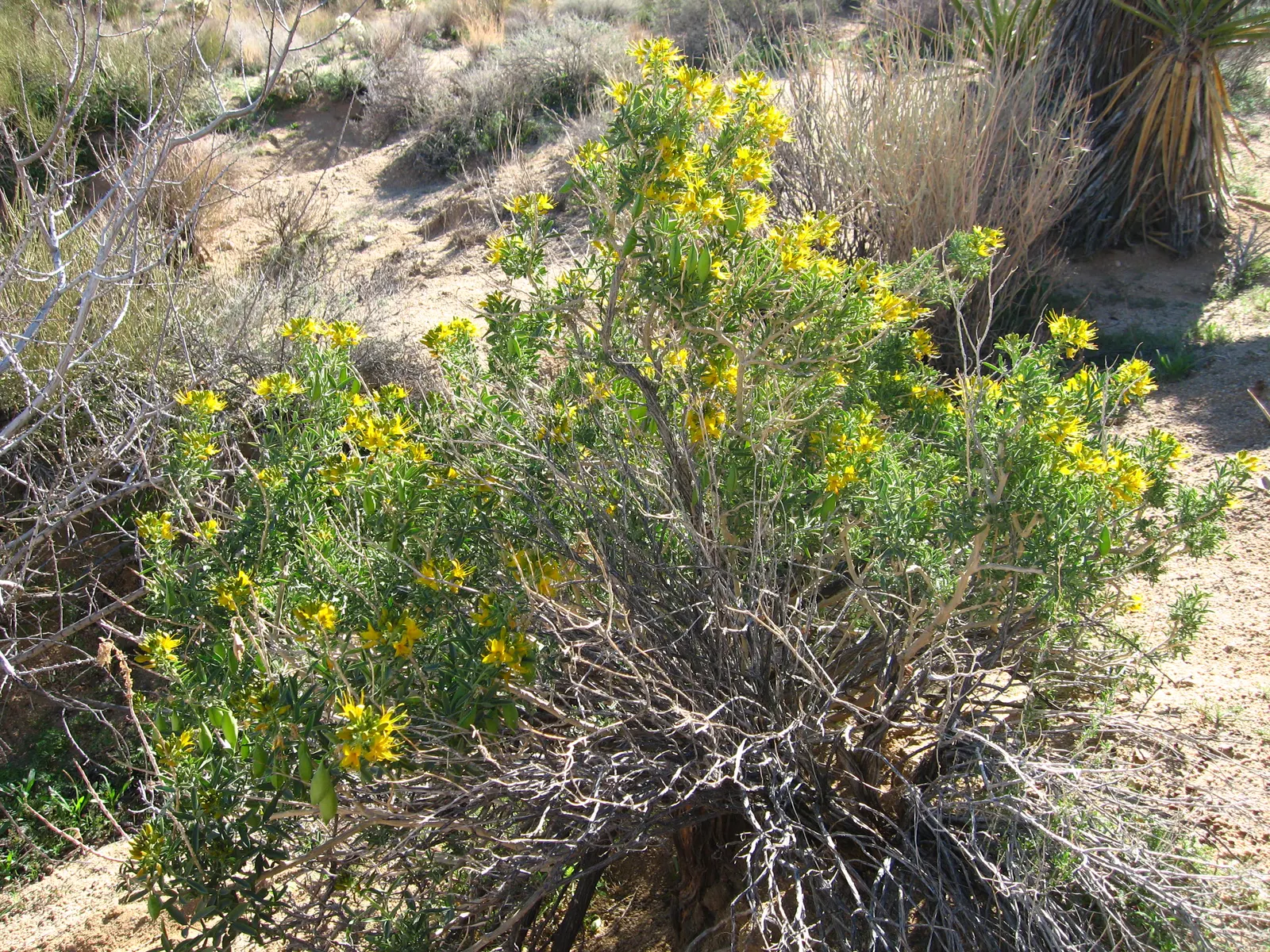 Bladderpod (Peritoma Arborea) — the Bladderpod presents a rounded shape; this hardy shrub thrives in full sun, requiring minimal water once established
