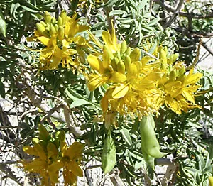 Bladderpod (Peritoma Arborea) — scientifically known as Peritoma arborea; peritoma arborea, commonly known as Bladderpod, is a perennial shrub, image 101