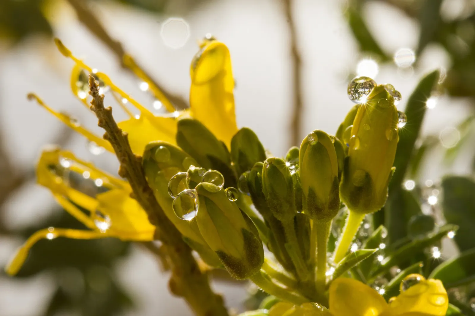 Bladderpod (Peritoma Arborea) — which not only brighten up the landscape but also attract pollinators such as bees and butterflies; shrub for full