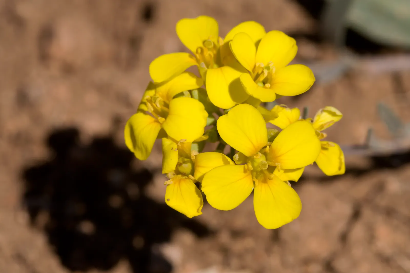 Bladderpod (Peritoma Arborea) — The plant's signature feature is its intriguing seed pods