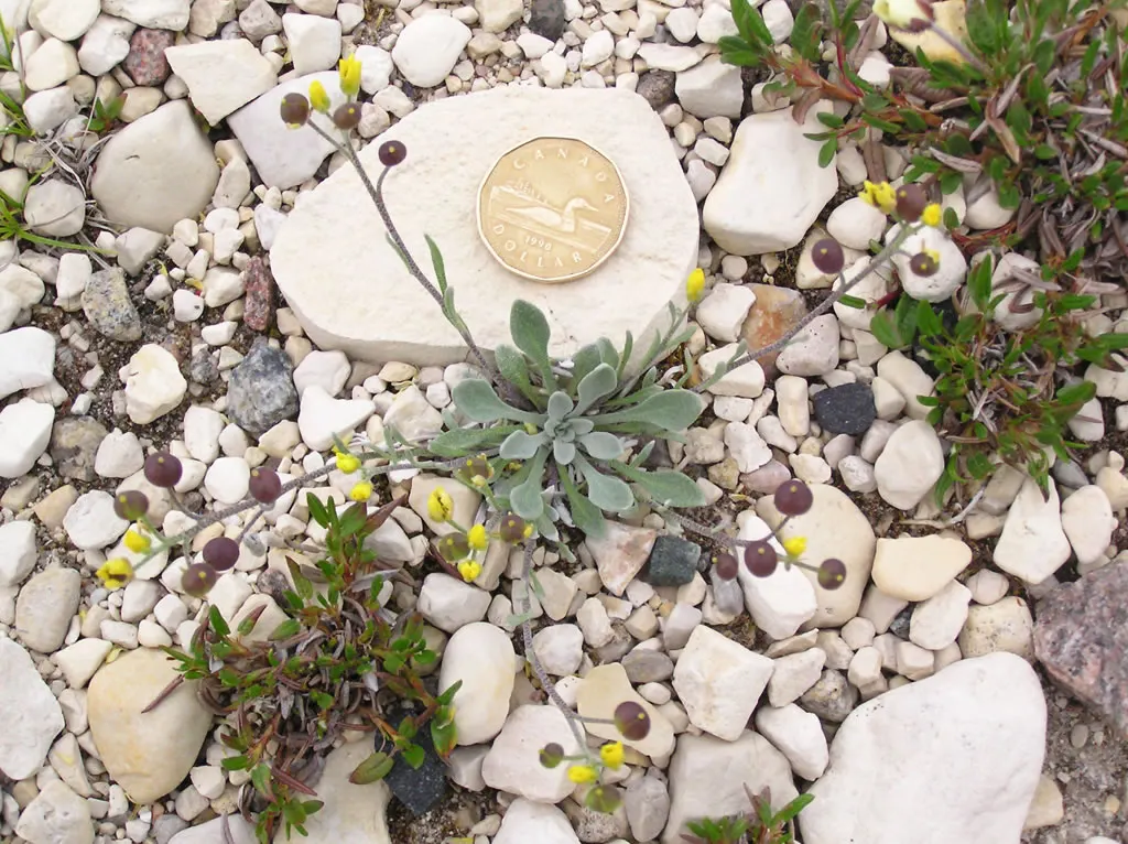 Bladderpod (Peritoma Arborea) — This hardy shrub thrives in full sun, requiring minimal water once established