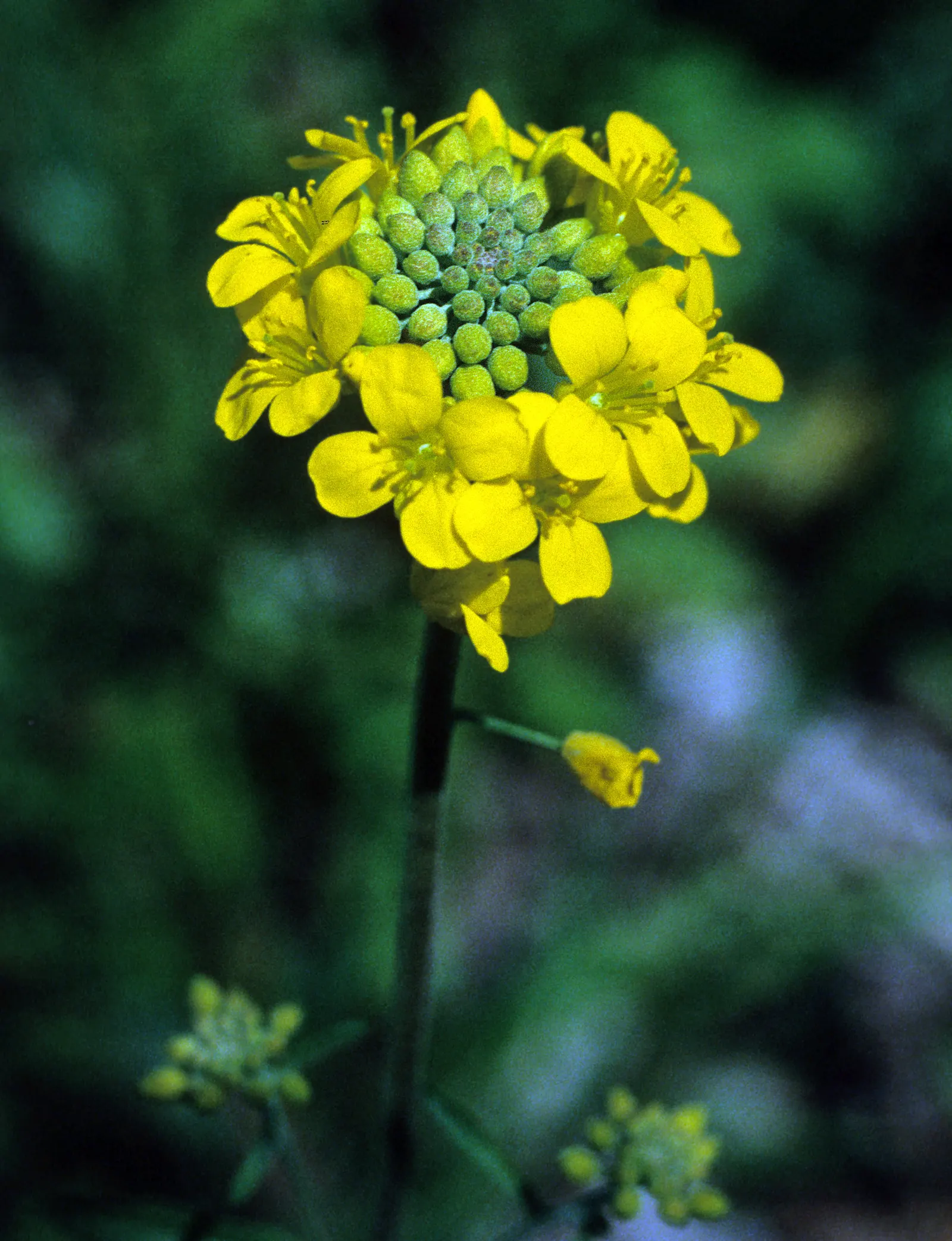 Bladderpod (Peritoma Arborea) — shrub for full