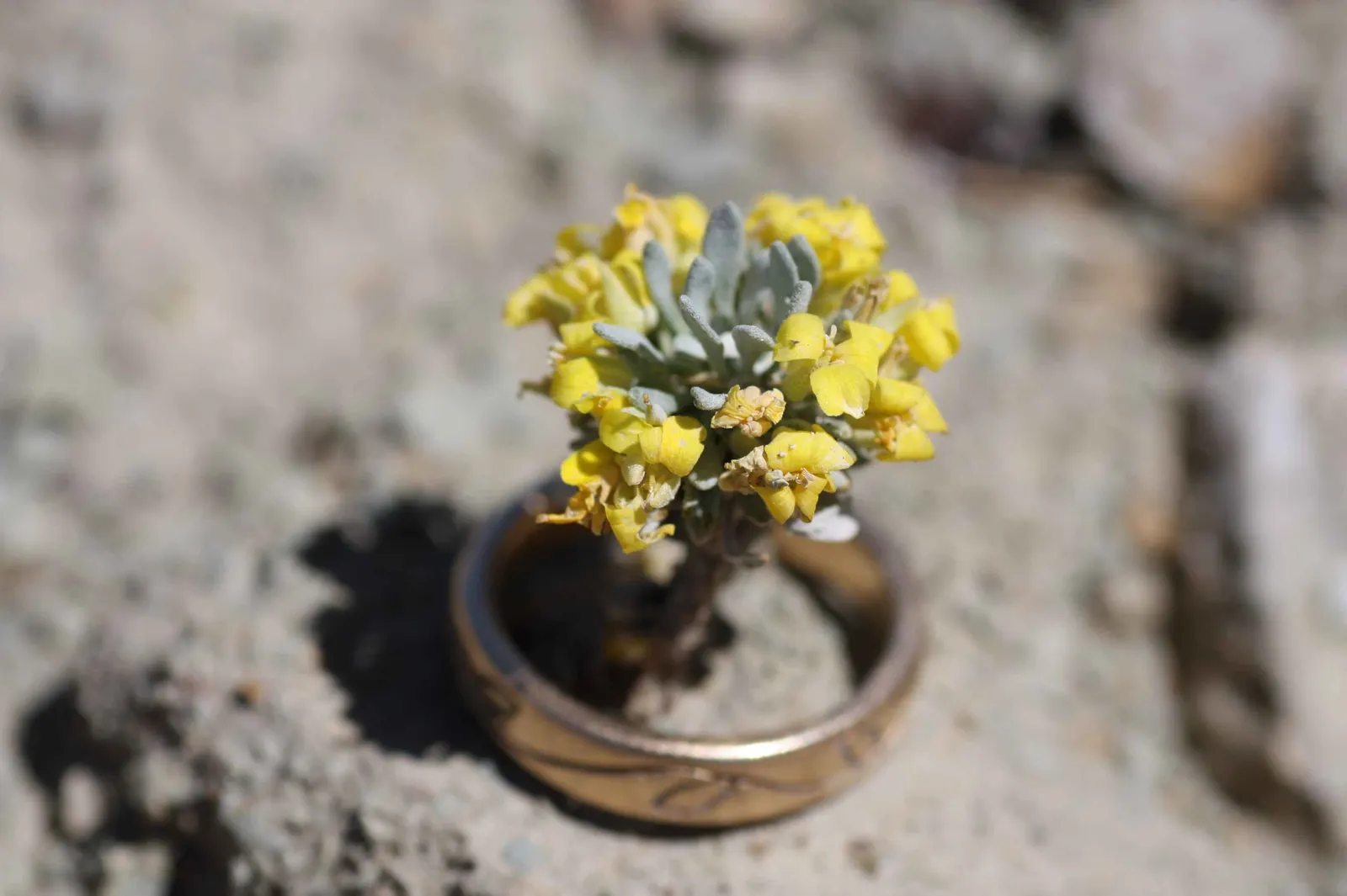 Bladderpod (Peritoma Arborea) — This hardy shrub thrives in full sun, requiring minimal water once established; this drought-tolerant plant stands out for its