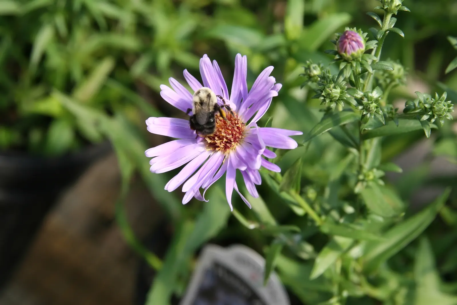 Wood's Blue New York Aster (Aster Novi-Belgii 'Wood's Blue') — makes it a perfect front-of-border perennial