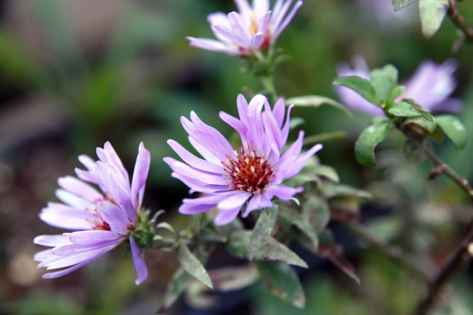 Wood's Blue New York Aster (Aster Novi-Belgii 'Wood's Blue') — Aster novae-angliae 'Purple Dome'