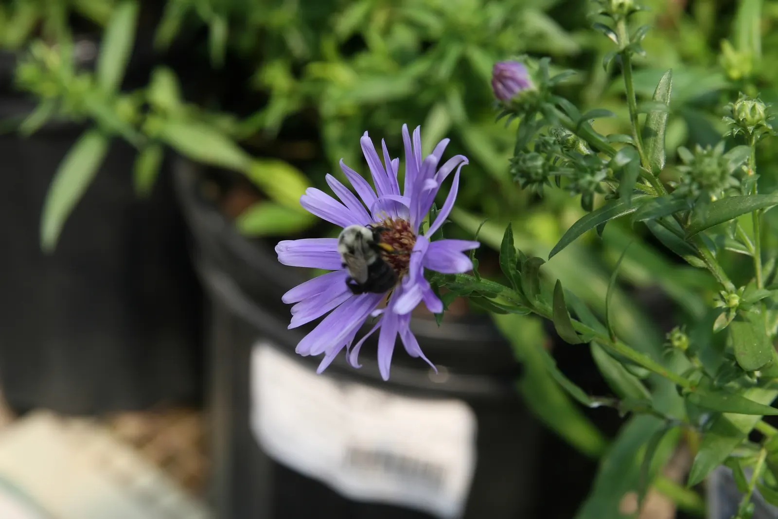 Wood's Blue New York Aster (Aster Novi-Belgii 'Wood's Blue') — The Purple Dome New England Aster