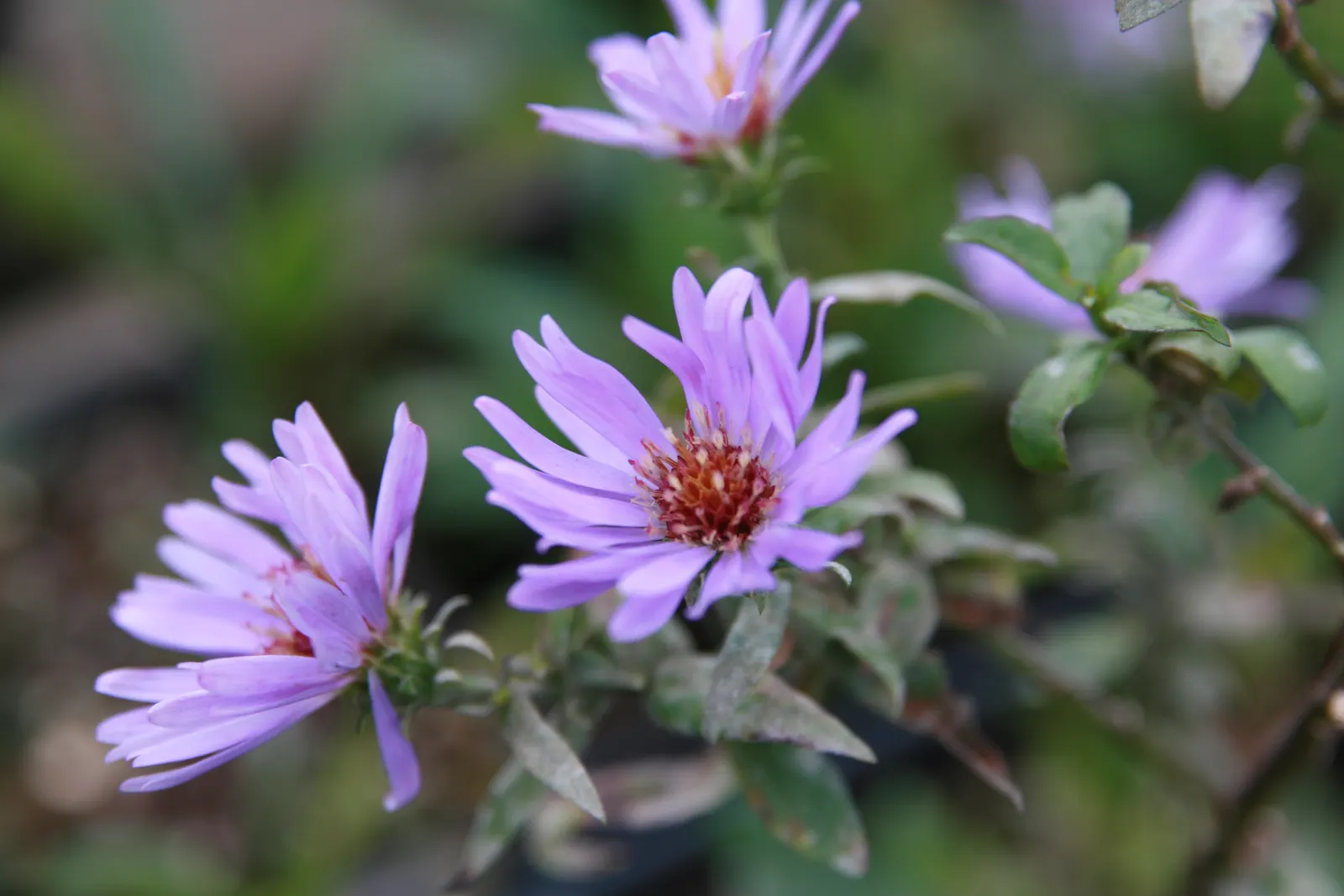 Wood's Blue New York Aster (Aster Novi-Belgii 'Wood's Blue') — vibrant purple daisy-like flowers