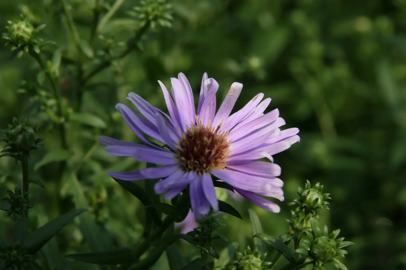 Wood's Blue New York Aster (Aster Novi-Belgii 'Wood's Blue') — reaching up to 18 inches high and 24 inches wide