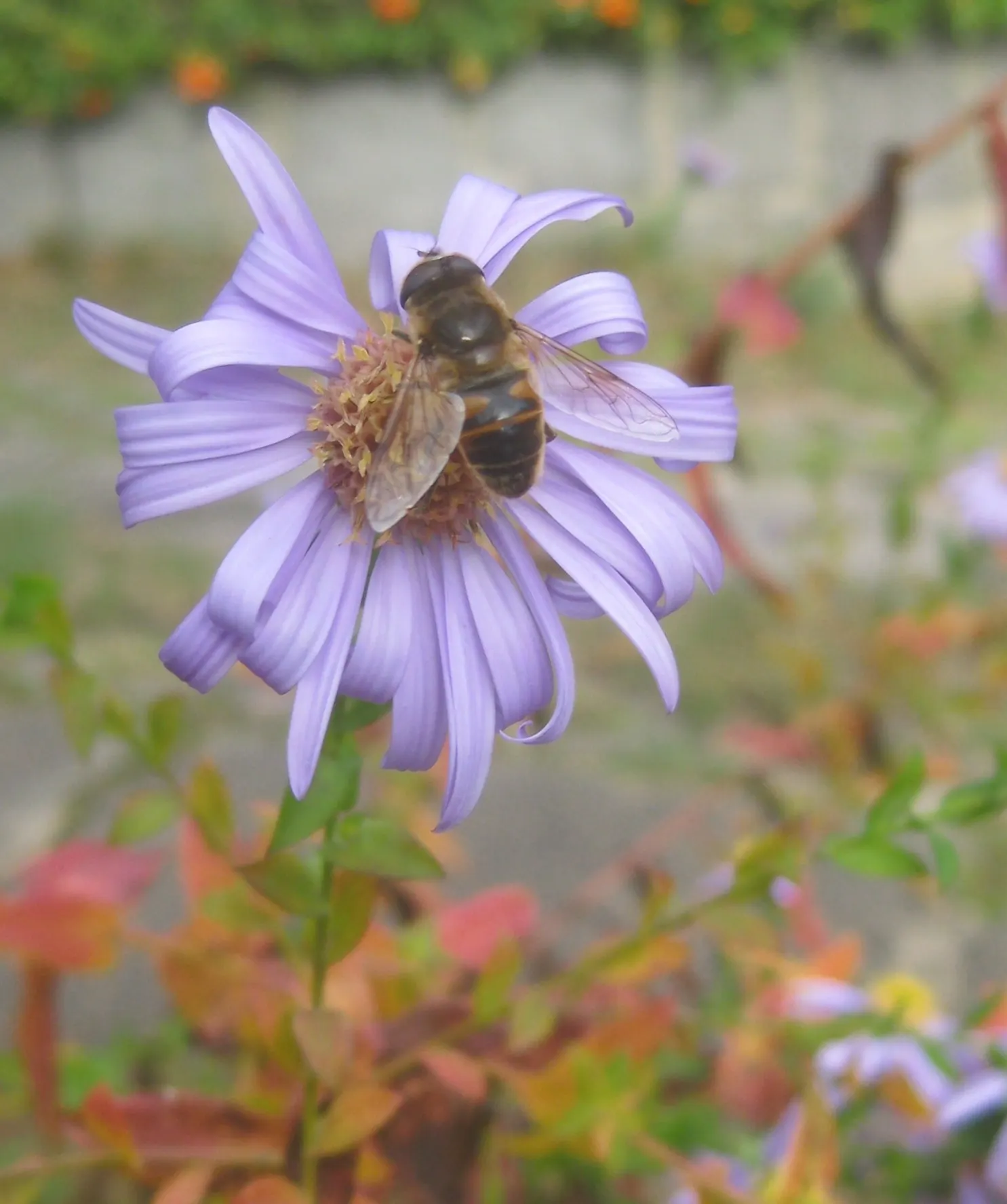 Wood's Blue New York Aster (Aster Novi-Belgii 'Wood's Blue') — Thrives in full sun, prefers well-drained soil