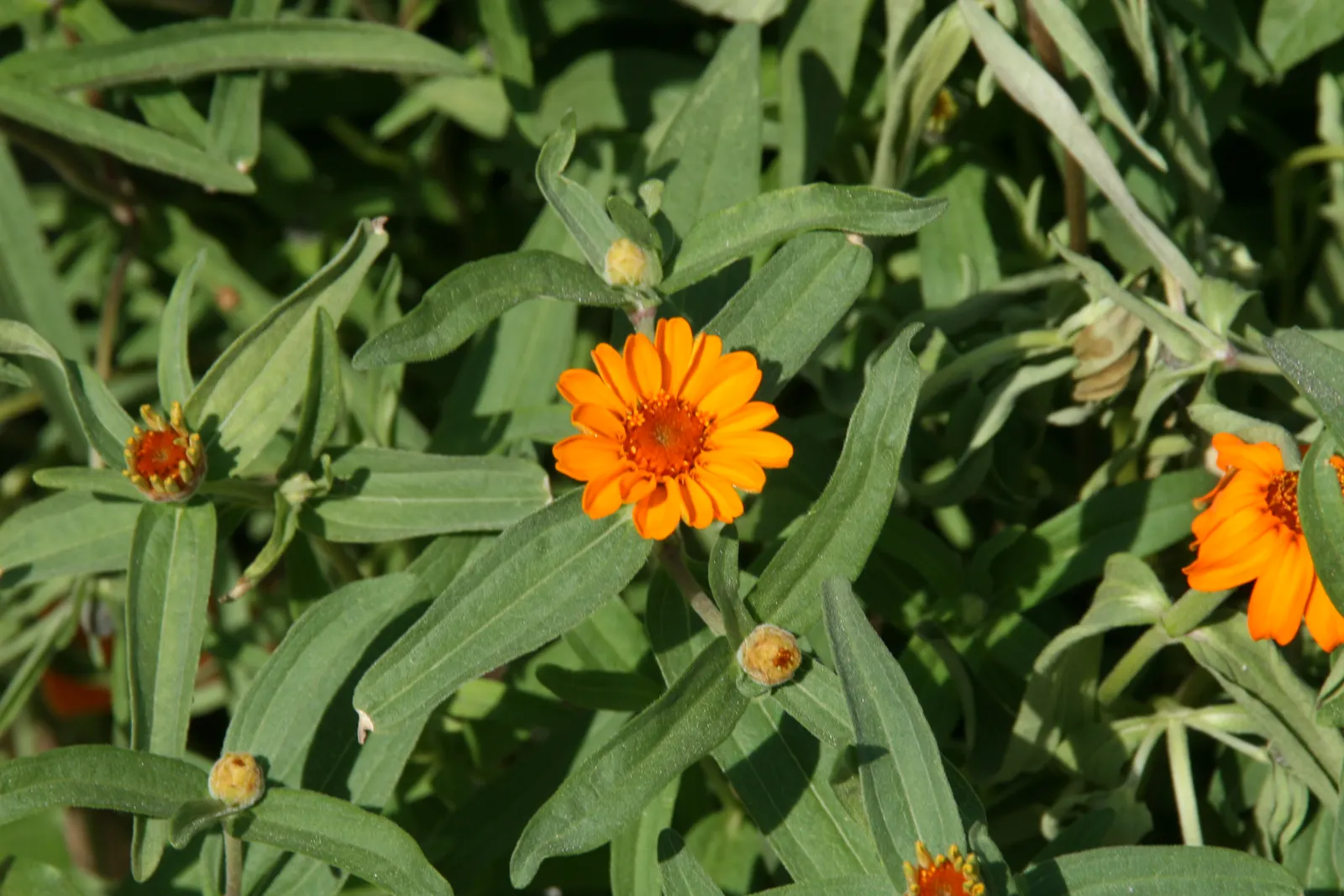 Yellow Dot (Wedelia Trilobata) — The blooms are consistently present throughout the warmer months