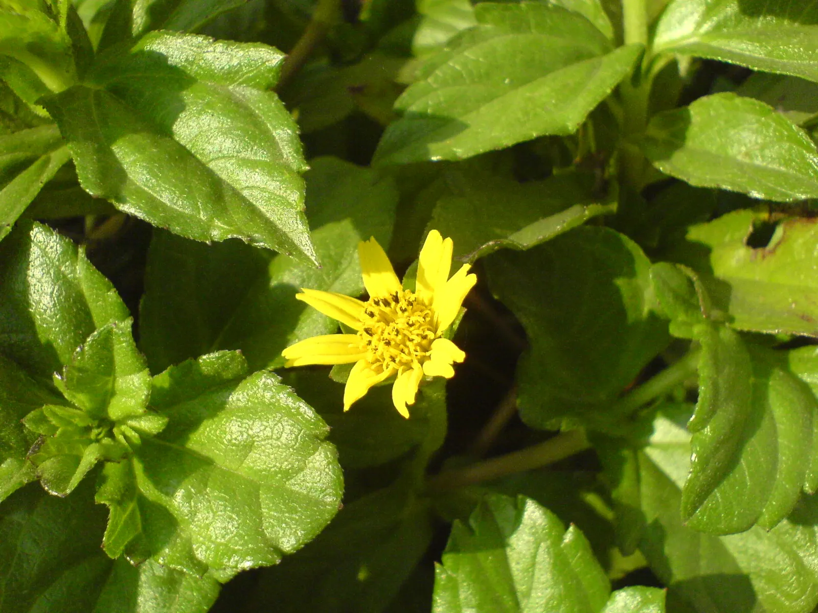 Yellow Dot (Wedelia Trilobata) — you will not only offer a beautiful groundcover solution but also support local pollinators; as its flowers attract, image 80