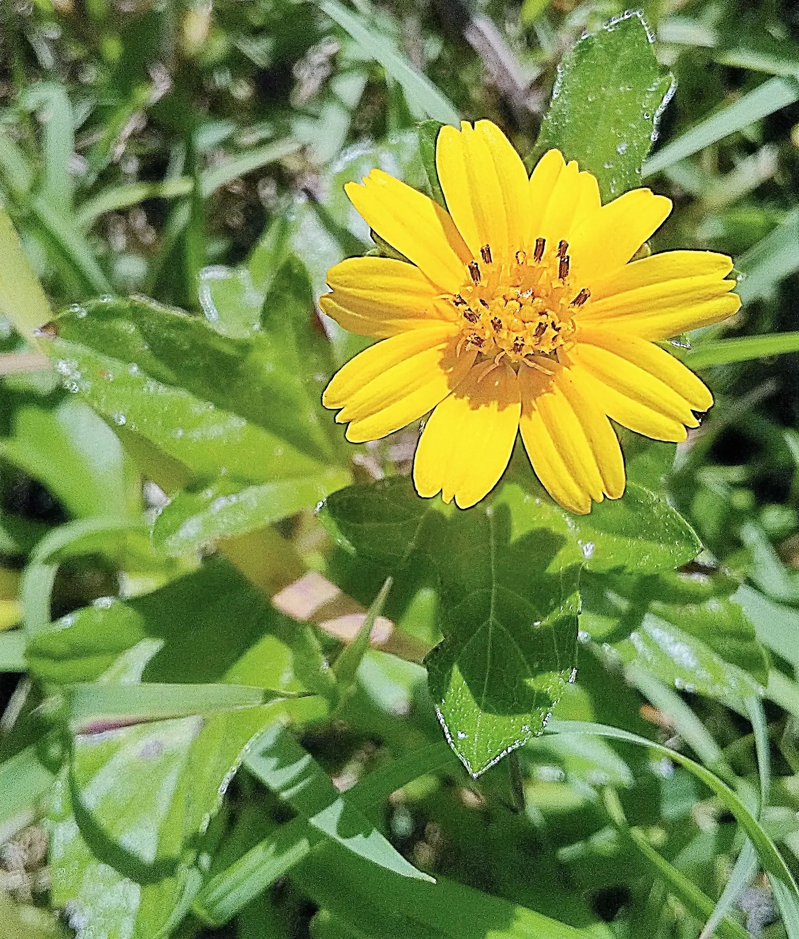 Yellow Dot (Wedelia Trilobata) — you will not only offer a beautiful groundcover solution but also support local pollinators; as its flowers attract