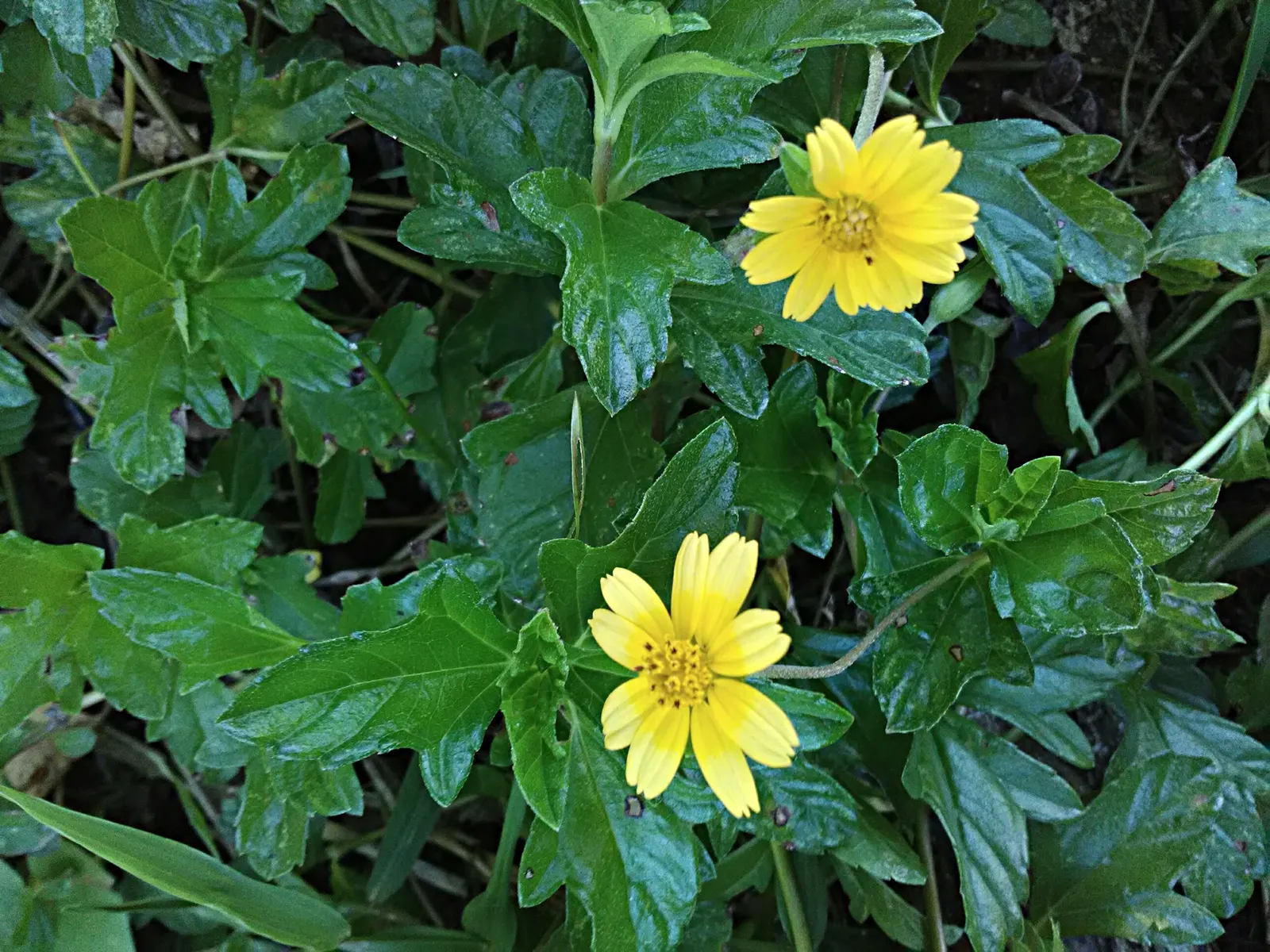 Yellow Dot (Wedelia Trilobata) — Regular pruning will encourage bushier growth and prevent unwanted spreading