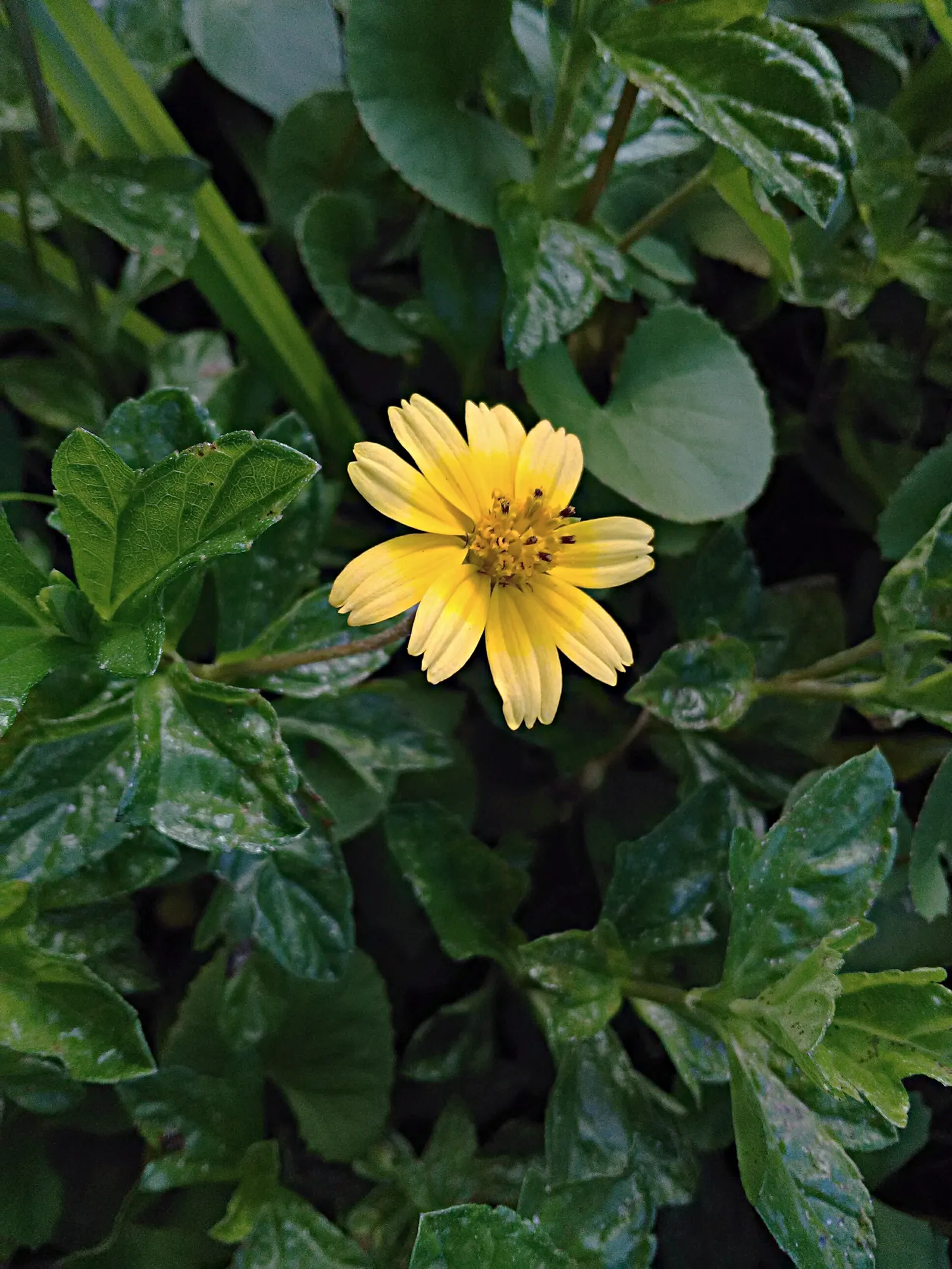 Yellow Dot (Wedelia Trilobata) — typically from late spring to early fall