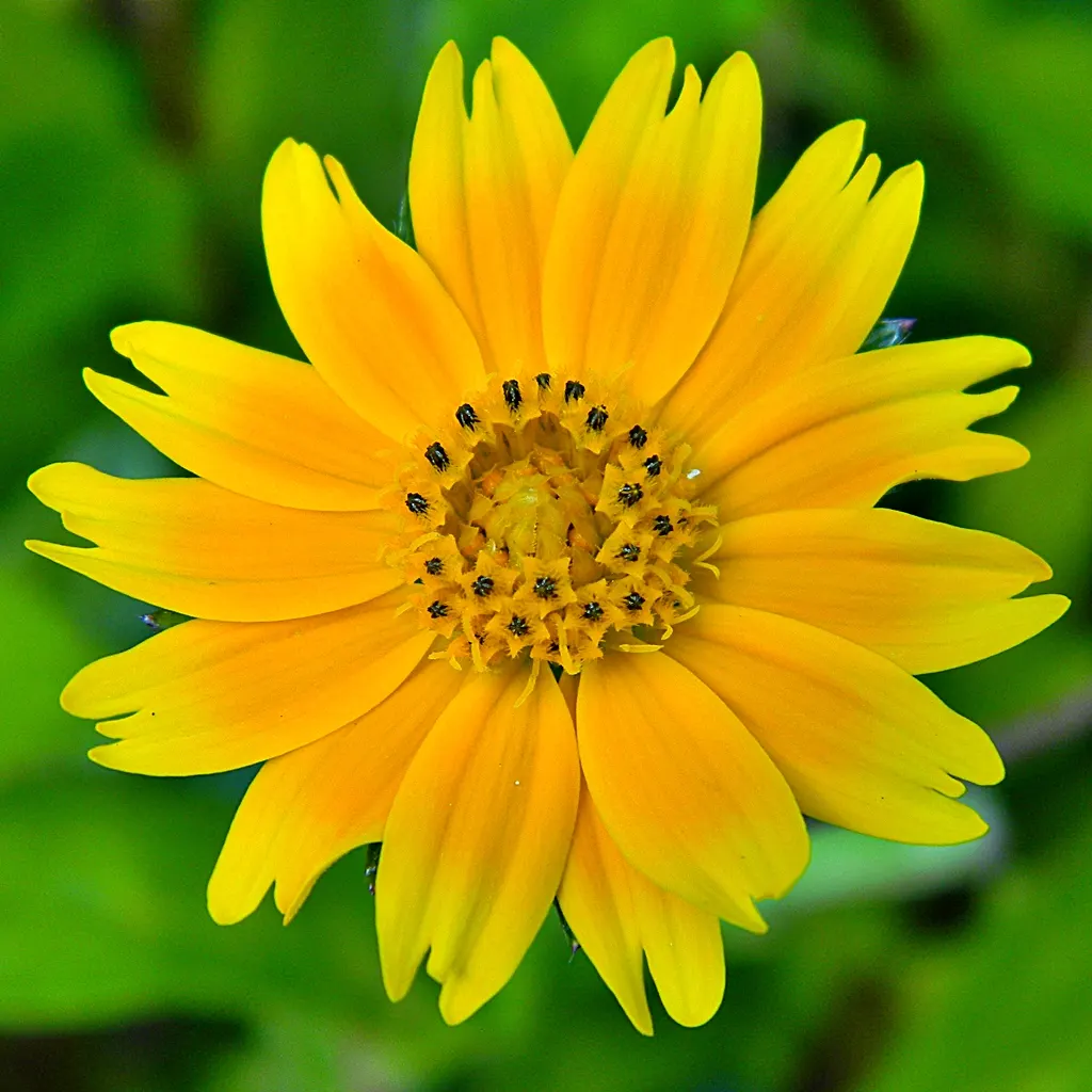 Yellow Dot (Wedelia Trilobata) — it is heat and drought-resistant once established; this perennial thrives in USDA zones 8-11 and spreads quickly, image 69