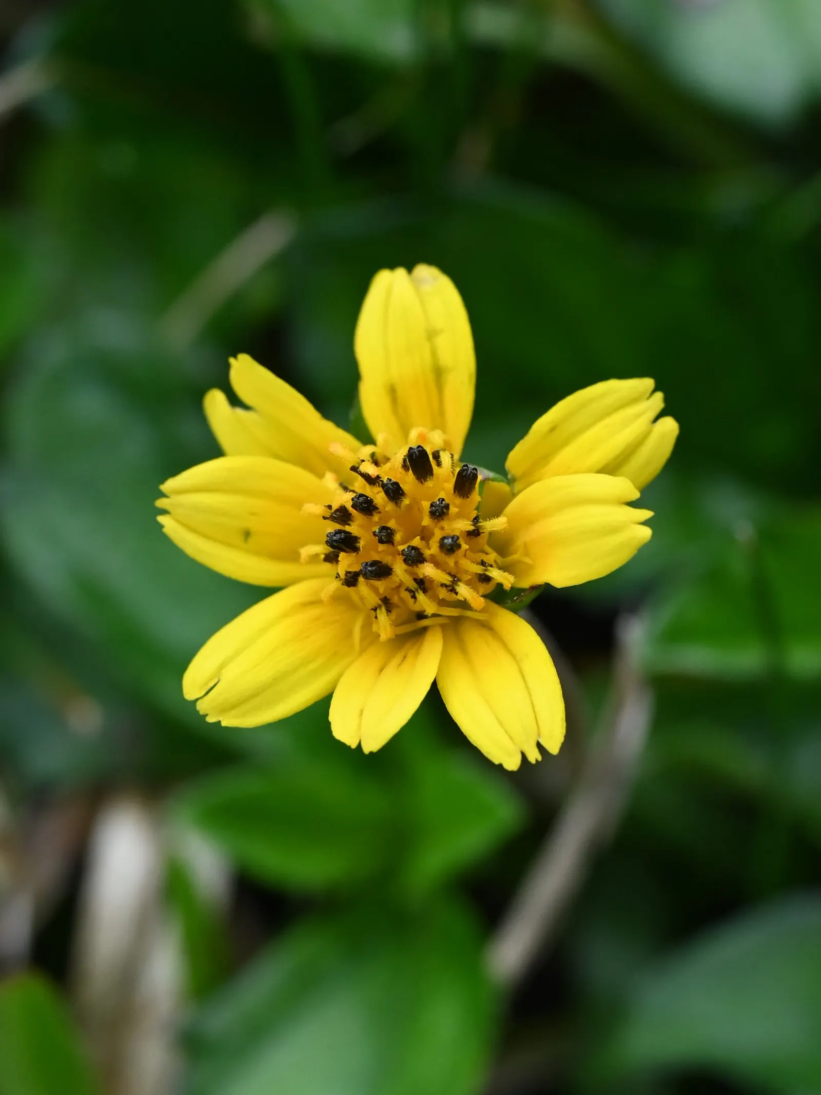 Yellow Dot (Wedelia Trilobata) — making it an excellent choice for xeriscaping or water-efficient gardens