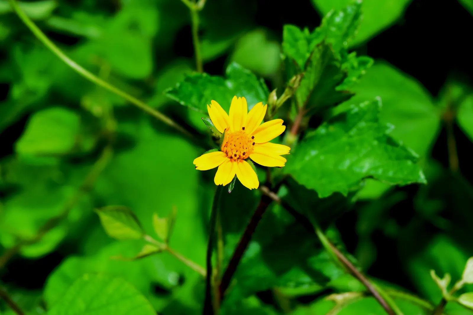 Yellow Dot (Wedelia Trilobata) — Its foliage rises to about 18 to 24 inches in height; this perennial thrives in USDA zones 8-11 and spreads quickly to 3-4
