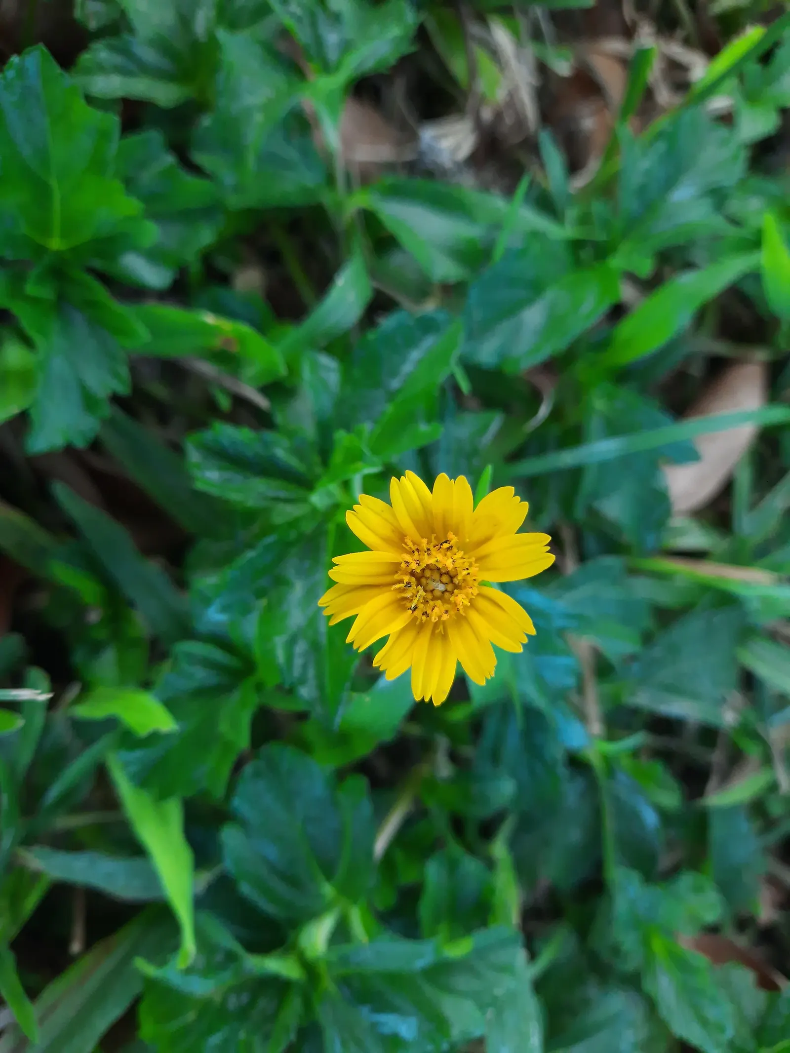 Yellow Dot (Wedelia Trilobata) — This low-growing perennial is acclaimed for its lush; daisy-like yellow flowers, image 66
