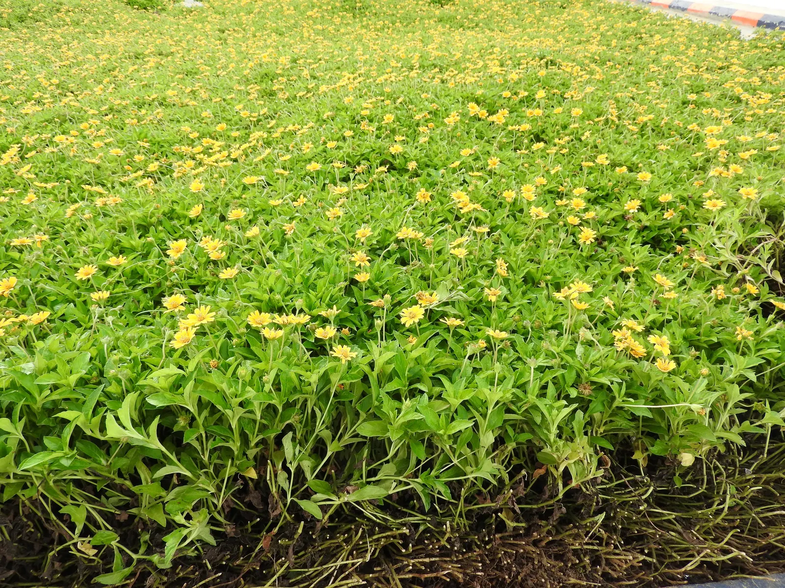 Yellow Dot (Wedelia Trilobata) — it is heat and drought-resistant once established; this perennial thrives in USDA zones 8-11 and spreads quickly to 3-4 feet